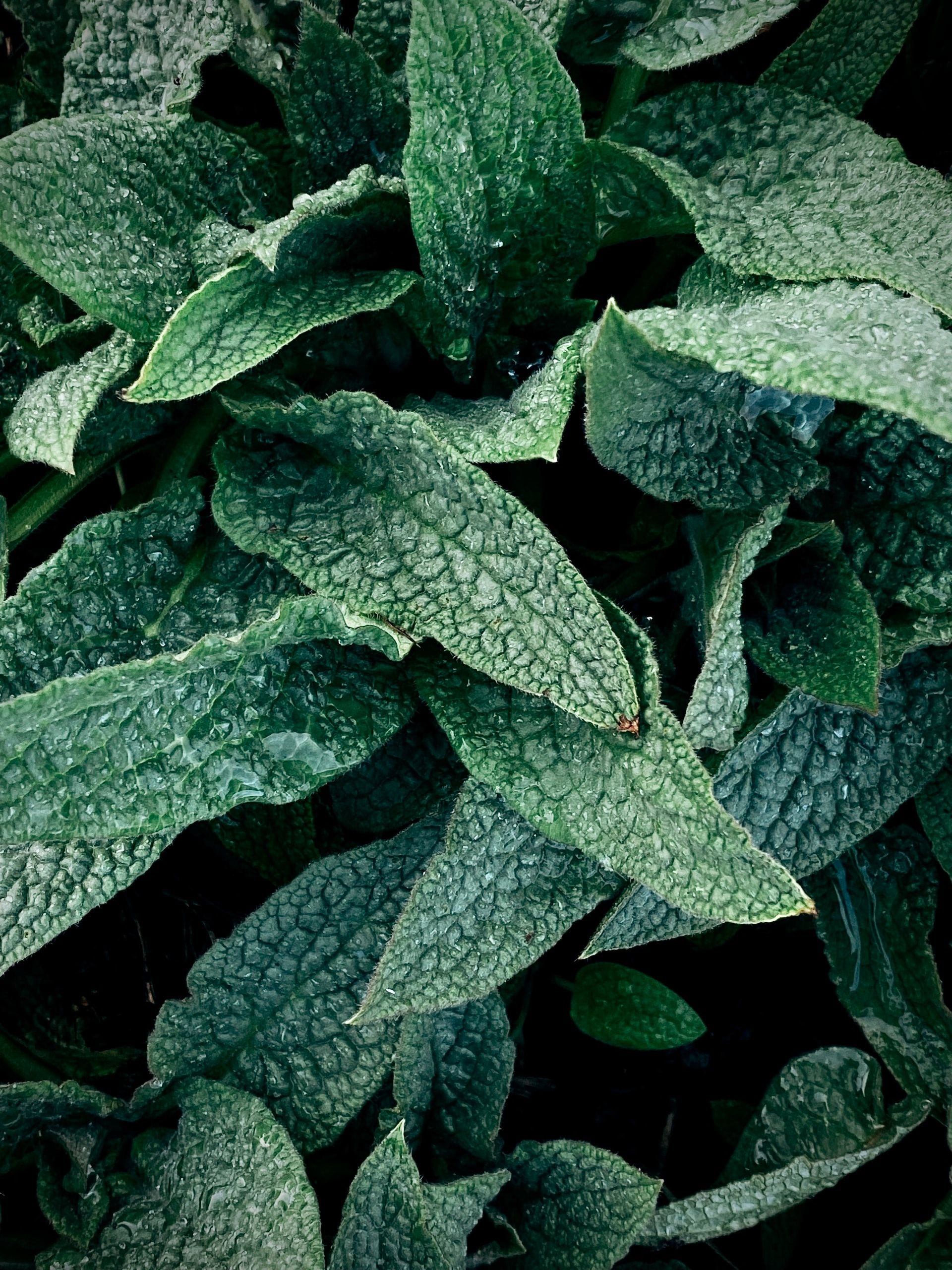 Picture of leaves